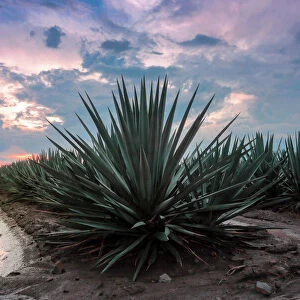 Mexico Heritage Sites Framed Print Collection: Agave Landscape and Ancient Industrial Facilities of Tequila