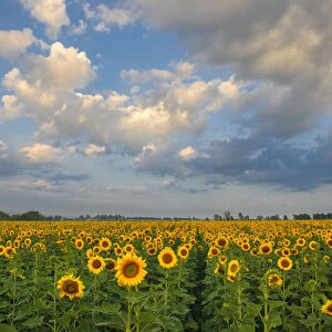 Landscape of Bright Yellow Sunflowers in a field in the Early Morning, Magaliesburg, Gauteng Province, South Africa