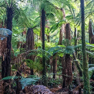 Landscape: green rainforest with ferns, New Zealand