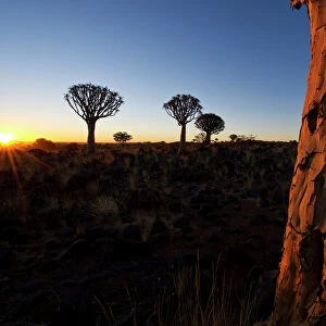 Landscape photo of the Quiver Tree Forest at Sunset, Keetmanshoop, Namibia