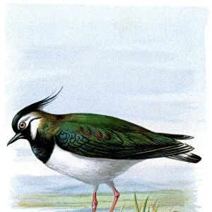 Charadriidae Photographic Print Collection: Northern Lapwing