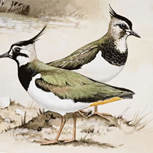 Lapwing (Vanellus vanellus), male and female, side view
