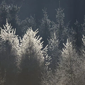 Larches with hoarfrost, backlit, Bavarian State Forest near Raubling, Bavaria, Germany, Europe