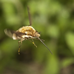 Large bee fly -Bombylius major-, Untergroeningen, Baden-Wuerttemberg, Germany, Europe
