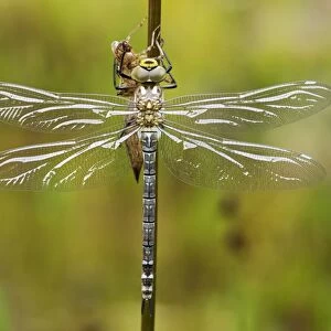 Large Emperor Dragonfly -Anax imperator-, freshly hatched, still drying and not fully coloured, Bavaria, Germany, Europe