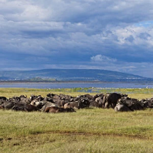 Large group of African buffalos -Syncerus caffer- lying at Lake Nakuru, Lake Nakuru National Park, Kenya, East Africa, Africa, PublicGround