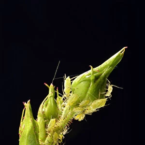 Large Rose Aphids -Macrosiphum rosae-, colony of pests on the bud of a Rose -Rosa-, Baden-Wurttemberg, Germany