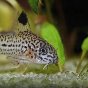 Leopard catfish -Corydoras julii-, freshwater aquarium, native to the Amazon Basin