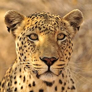 Leopard (Panthera pardus) in the Kgalagadi Transfrontier Park, Kalahari, South Africa, Africa