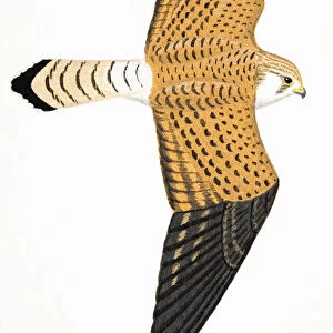 Lesser Kestrel (Falco naumanni), adult