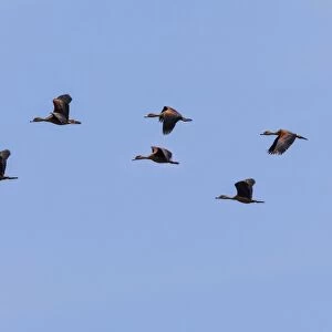 Lesser Whistling Ducks -Dendrocygna javanica-, the nature reserve near Godahena, Galle region, Southern Province, Sri Lanka