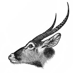 Lichtensteins Hartebeest (Alcelaphus buselaphus)