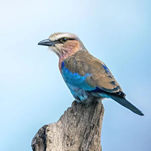 Lilac Breasted Roller close Up Perched on Stump in Serengeti National Park