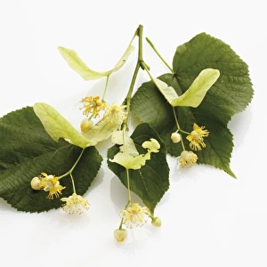 Lime or Linden (Tilia) leaves and flowers