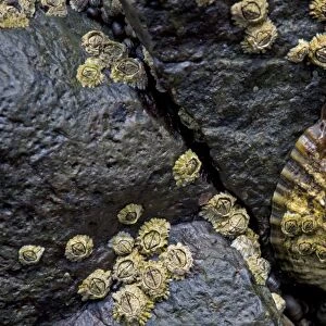 Limpets -Patellidae- in the surf zone on rocks, Suouroy, Faroe Islands, Denmark