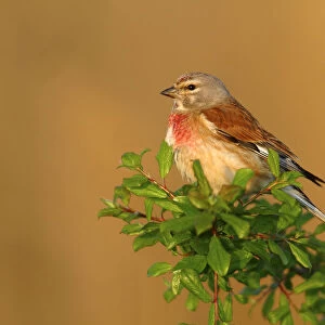 Linnet -Carduelis cannabina-, male perched on a green branch, Lake Neusiedl, Burgenland, Austria, Europe