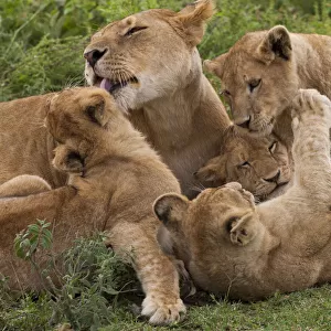 Lion and cubs playing in the Serengeti National Park, Tanzania