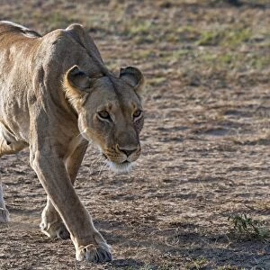 Lioness -Panthera leo-, foraging, Msai Mara, Kenya