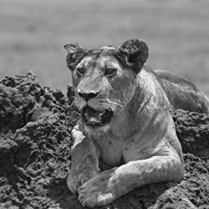 Lioness on termite mound, Serengeti