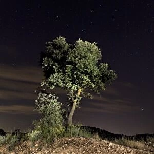Lone oak starry night sky