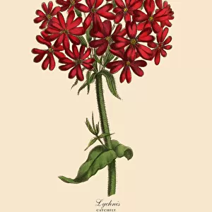 Lychnis or Catchfly Plant, Victorian Botanical Illustration
