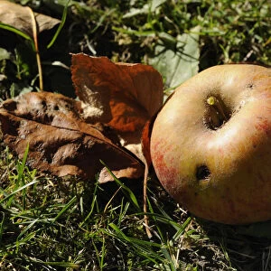 Maggot-ridden apple, windfall