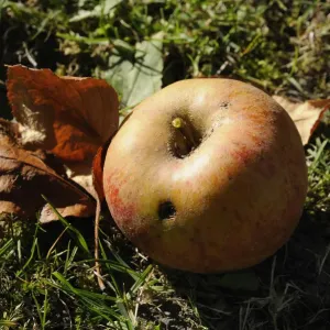 Maggot-ridden Windfall Apple Print