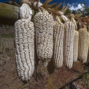 Maize or Corn -Zea mays-, hung out to dry, Soppong or Pang Mapha area, Northern Thailand, Thailand, Asia