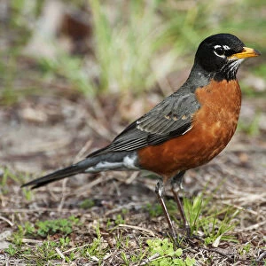 Male american robin in spring