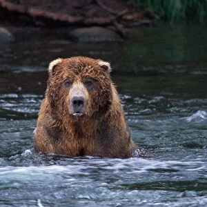 Male brown bear (Ursus arctos) in river