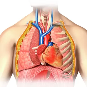 Male chest anatomy, artwork