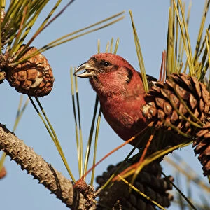 Male white-winged crossbill