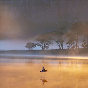 Malham Tarn sunrise with an Oystercatcher. Yorkshire Dales. UK