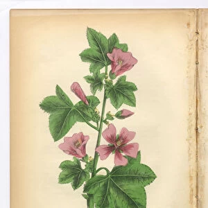 Mallow Victorian Botanical Illustration