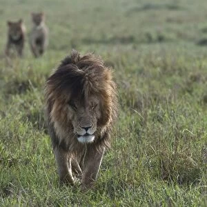 Maned Lion -Panthera leo-, walking, Msai Mara, Kenya