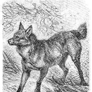 Maned wolf (Canis jubatus)