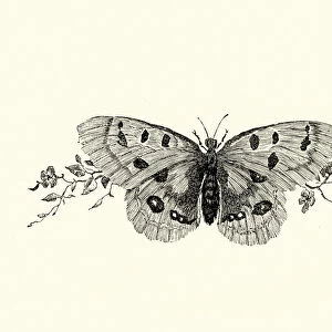 Manon Lescaut - Butterfly