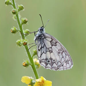 Butterfly Art Prints: Marbled White