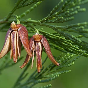 Mature female cones of the California Incense Cedar -Calocedrus decurrens, syn. Libocedrus decurrens-, United States