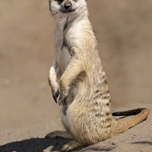 Meerkat -Suricata suricatta-, adult alert, standing upright, Little Karoo, Western Cape, South Africa