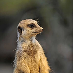 Meerkat -Suricata suricatta-, alert position