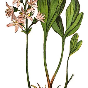 Menyanthes trifoliata (bogbean and buckbean)
