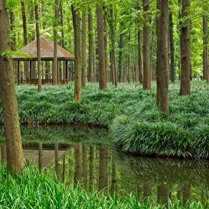 Metasequoia Forest On Shores Of West Lake, Hangzhou