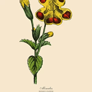 Mimulus or Monkeyflower Plants, Victorian Botanical Illustration
