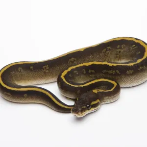 Mojave Granite Ball Python Print Mojave Granite Ball Python Print