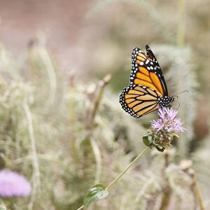 Monarch butterfly perched on thistle