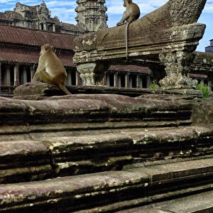 Monkeys at Angkor Wat