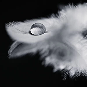 Monochrome Photograph of Bird Feather with Water Droplet on