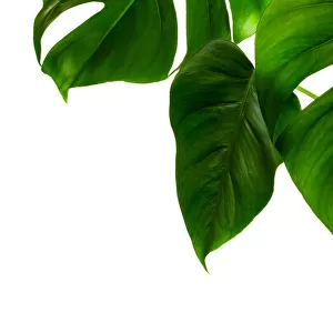 Monstera deliciosa palm house plant isolated on white