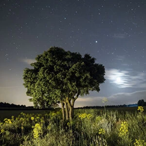 Moon and stars illuminating a green wheat field